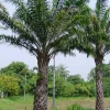 Cây Cọ Dầu Cảnh đẹp sang cho không gian xanh 2026