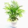 Cây Cọ Lá Tre đẹp thanh thoát cho không gian xanh 2026