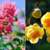 Cây Đại Cát đẹp rực rỡ qua bộ ảnh đầy mê hoặc