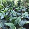 Cây Đại Đế Vương Xanh đẹp sang cho không gian sống