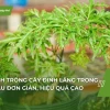 Cây Đinh Lăng Cảnh đẹp thanh tao cho không gian sống