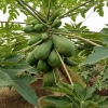Cây Du qua những khung hình bonsai đẹp mê hoặc