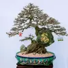 Cây du tàu đẹp mê hoặc qua những khung hình ấn tượng