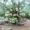 Cây Dừa Xiêm Lùn đẹp say mắt giữa vườn xanh