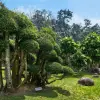 Cây Duối đẹp mộc mạc mà cuốn hút qua từng khung hình