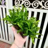 Cây Dương Xỉ Mỹ đẹp xanh mát cho không gian sống