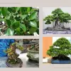 Cây Gừa đẹp mê hoặc qua những khung hình xanh mát