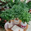 Cây Hạnh Phúc mini đẹp cho góc xanh bình yên