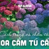 Cây Hoa Cẩm Tú Cầu đẹp mê hoặc năm 2026