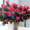 Cây Hoa đỗ quyên đẹp mê hoặc lòng người