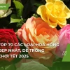 Cây Hoa Hồng đẹp mê hoặc trong khu vườn 2026