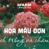 Cây Hoa Mẫu Đơn đẹp lộng lẫy cho năm 2026