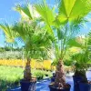 Cây Kè Xanh đẹp mê hoặc qua từng khung hình