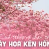 Cây Kèn Hồng khoe sắc đẹp mơ màng năm 2026