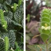 Cây Lá May Mắn và bộ ảnh đẹp mê hồn