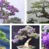 Cây Linh Sam đẹp mê hoặc qua những khung hình