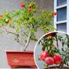Cây Lựu Cảnh đẹp mê hoặc cho sân vườn và ban công
