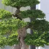 Cây Mai Chiếu Thủy đẹp mê hồn qua những khung hình