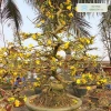 Cây Mai Vàng rực rỡ trong bộ ảnh làm say lòng người