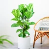 Cây mini tiểu cảnh đẹp cho góc xanh năm 2026