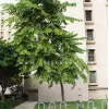 Cây Ngọc Lan Tây khoe hương sắc đẹp mê hoặc