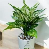 Cây Ngọc Ngân đẹp dịu dàng cho không gian sang quý