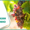 Cây Nho đẹp mê hoặc trong từng chùm quả