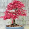 Cây Phong lá đỏ đẹp rực rỡ giữa trời thu