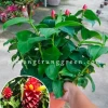 Cây Phúc Lộc Thọ đẹp và ý nghĩa phong thủy