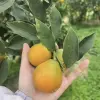 Cây Quất Ngọt Cảnh đẹp mê hồn cho không gian xuân