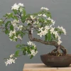 Cây Quế Cảnh đẹp mê hoặc giữa sắc lá và hương thơm