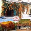 Cây Rạng đông đẹp rực rỡ cho khu vườn 2026