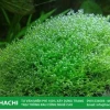 Cây Rêu Nhung đẹp mê hoặc trong thế giới terrarium
