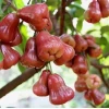 Cây Roi đẹp dịu dàng trong khu vườn Việt