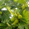 Cây Sa Kê đẹp mê hoặc giữa vườn xanh