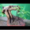 Cây Sầm đá đẹp mê hoặc giữa dáng rừng bonsai