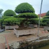 Cây Sanh Nam Điền đẹp mê hoặc qua từng dáng thế