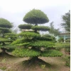 Cây Sanh Trực đẹp mê hồn qua bộ ảnh nổi bật