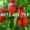 Cây Sơ Ri đẹp mê hoặc qua những khung hình