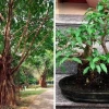 Cây Sộp đẹp mê hồn trong từng dáng cổ thụ