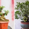 Cây Sung Cảnh đẹp mê hồn qua những khung hình