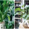Cây Thanh Tâm đẹp dịu dàng cho không gian an yên