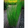 Cây Thanh Trúc đẹp thanh tao giữa sắc vàng an nhiên