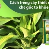 Cây Thiết Mộc Lan đẹp và ý nghĩa trong không gian sống