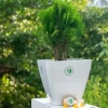 Cây Trắc và bộ ảnh đẹp truyền cảm hứng 2026