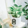 Cây Trầu Bà Cẩm Thạch đẹp như tranh sống