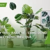 Cây Trầu Bà Lá Xẻ đẹp mê hoặc năm 2026
