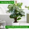 Cây Trầu Bà Leo Cột đẹp xanh mát cho không gian sống