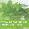 Cây Trầu Bà Xanh đẹp dịu dàng cho mọi không gian