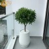 Cây Trúc Bách Hợp đẹp thanh tao qua bộ ảnh 2026